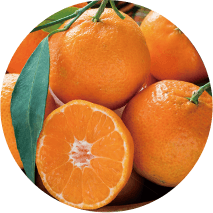 柑橘類 - 椪柑、茂谷柑